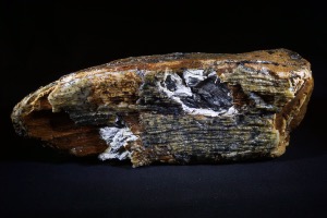 Mammoth Tooth Fragment from North Sea Area, Ice Age (No.120)
