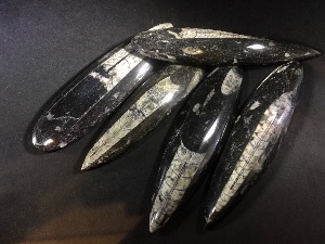 (Individual) Orthoceras (Polished) from Morocco (No.6)