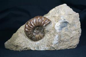 Aegasteroceras saggitarium Ammonite, from Scunthorpe, England, UK (REF:AEG1)