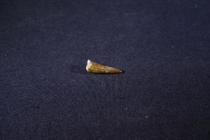 Pterosaur Tooth, from Kem Kem Formation, South East Morocco (No.258)