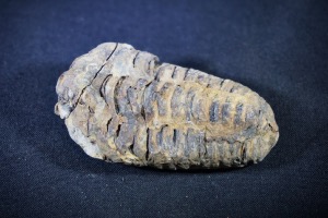 Flexicalymene Trilobite, from Morocco (No.728)