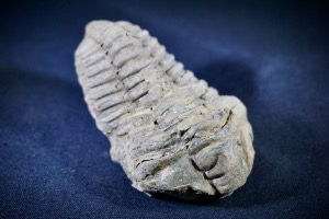 Flexicalymene Trilobite, from Morocco (No.721)	