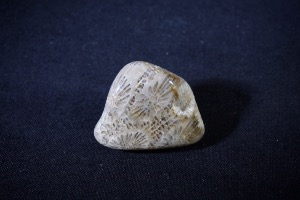 Agatised Coral, from Indonesia (No.301)