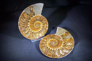 Cleoniceras Ammonite Halves, from Madagascar (No.633)