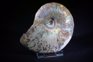 Cleoniceras Ammonite, from Madagascar (No.637)