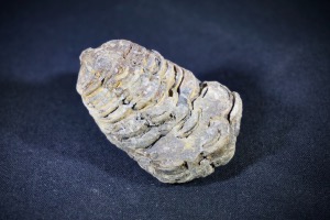 Flexicalymene Trilobite, from Morocco (No.727)