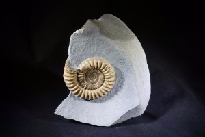 Arnioceras Ammonite, from Monmouth Beach, Lyme Regis, UK (No.47)