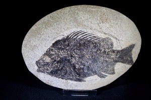 Priscacara Fossil Fish, from Green River Formation, Wyoming, U.S.A. (No.621)