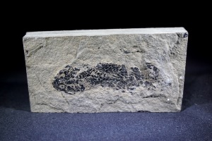 Osteolepis macrolepidotus Fossil Fish, from Orkney, Scotland (No.776)