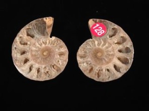Cleoniceras Ammonite - Two Halves ( Specimen 128)