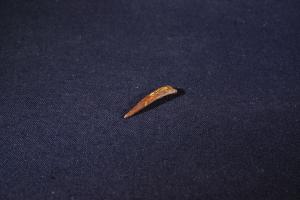 Pterosaur Tooth, from Kem Kem Formation, South East Morocco (No.262)