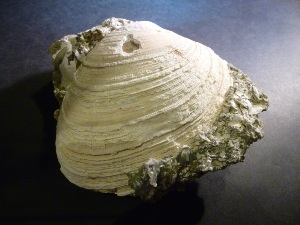 Cordiopsis Gigas Clam, from Italy (No.103)