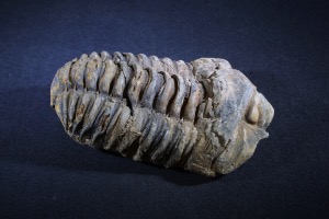 Flexicalymene Trilobite, from Morocco (No.136)
