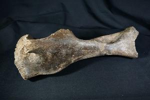 Woolly Rhino Bone, from North Sea Area, Ice Age (REF:WRB6)