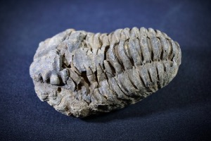 Flexicalymene Trilobite, from Morocco (No.724)