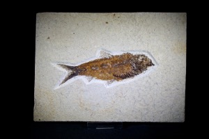  Knightia Fossil Fish, from Green River Formation, Wyoming, U.S.A. (No.622)
