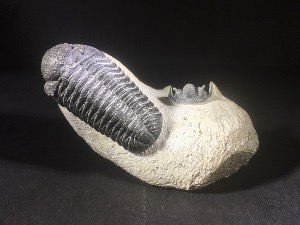 Phacops S.P & Cyphaspis Trilobite, from Morocco (No.100)