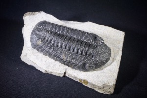 Phacops S.P Trilobite, from Morocco (No.476)