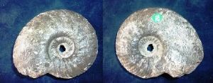 Idoceras Ammonite (152)