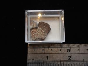 Dinosaur Egg Shell fragments (1)