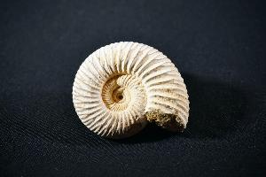 Perisphinctes Ammonite, from Madagascar (REF:PAM2)