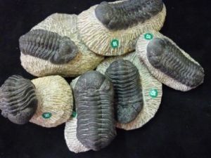 Arthropods - Trilobites