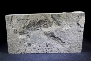 Osteolepis macrolepidotus Fossil Fish, from Orkney, Scotland (No.773)