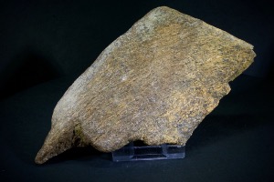 Triceratops Frill Fragment, from Hell Creek Formation, Eastern Montana, USA (No.78)