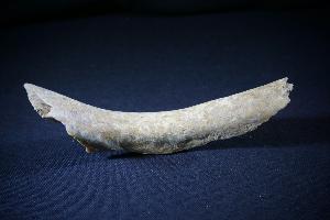 Cave Bear (Ursus Spelaeus) Bone Fragment, from Romania (REF:CB6)