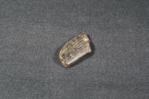 Tyrannosaurus Rex Tooth Fragment, from Hell Creek Formation, Eastern Montana, USA (REF:TREX23)