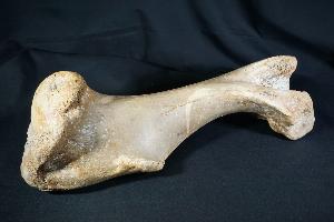 Woolly Rhino Bone, from North Sea Area, Ice Age (REF:WRB4)