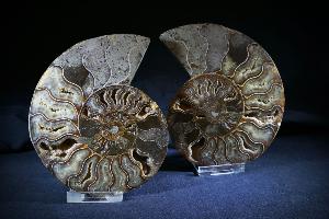 Cleoniceras Ammonite Halves, from Madagascar (No.60)