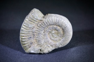 Dactylioceras Ammonite, from Whitby, Yorkshire, U.K. (No.732)