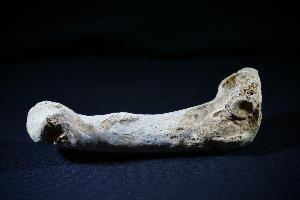 Cave Bear (Ursus Spelaeus) Toe Bone, from Romania (REF:CB13)