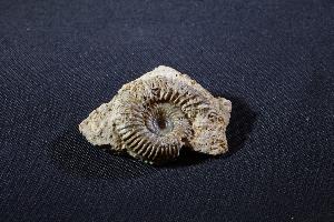 Parkinsonia Ammonite, from Sengenthal, Bavaria, Germany (REF:PAG5)