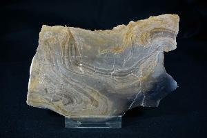 Stromatolite from Bay of Birsay, Orkney, Scotland, UK (REF:SS5)