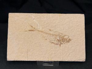 Diplomystus Fossil Fish, from Green River Formation, Wyoming, U.S.A. (REF:DIPF1)