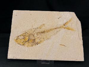 Diplomystus Fossil Fish, from Green River Formation, Wyoming, U.S.A. (REF:DIPF10)