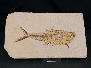 Diplomystus Fossil Fish, from Green River Formation, Wyoming, U.S.A. (REF:DIPF11)