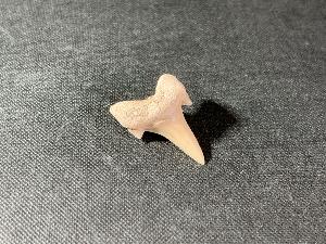 Otodus obliques Lamna Shark Tooth, from Morocco (REF:LAMST1)