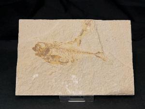 Diplomystus Fossil Fish, from Green River Formation, Wyoming, U.S.A. (REF:DIPF4)