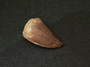 Mosasaurus Tooth, from Morocco (REF:MOST2)