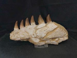 Mosasaurus Partial Jaw, from Morocco (REF:MPJ1)