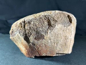 Hadrosaur Dinosaur Bone (Femur Section), from Judith River Formation, Montana, U.S.A. (REF:HDB3)