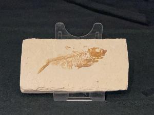 Diplomystus Fossil Fish, from Green River Formation, Wyoming, U.S.A. (REF:DIPF6)