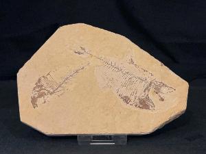 Diplomystus Fossil Fish, from Green River Formation, Wyoming, U.S.A. (REF:DIPF7)
