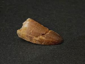 Mosasaurus Tooth, from Morocco (REF:MOST1)