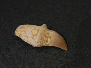 Mosasaurus Tooth, from Morocco (REF:MOST3)