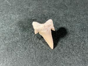 Otodus obliques Lamna Shark Tooth, from Morocco (REF:LAMST3)