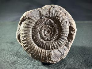 Dactylloceras Ammonite, from Whitby, Yorkshire, U.K. (REF:DAC2)